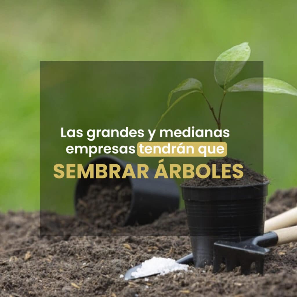 Nueva ley para empresas obligación de sembrar arboles